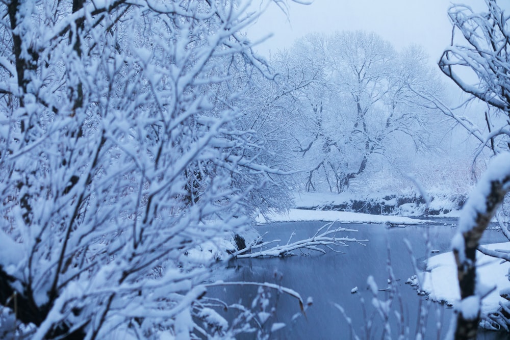 snow covered trees and river