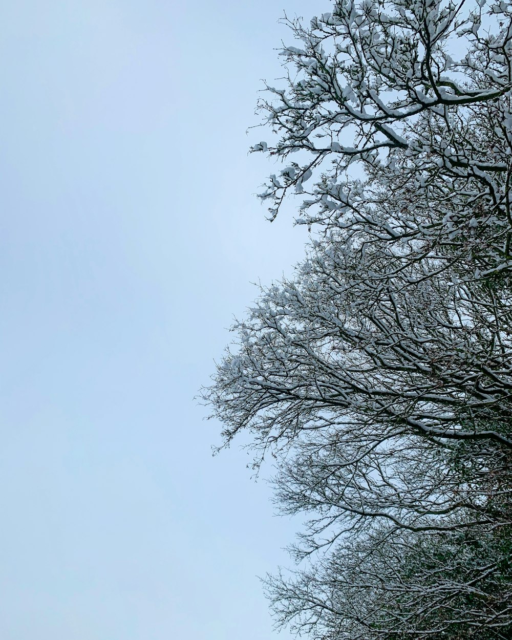 leafless tree under white sky