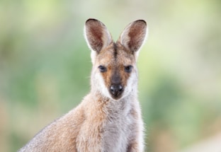 A friendly Aussie kangaroo wearing a stylish kangaroo cap, inviting contact.