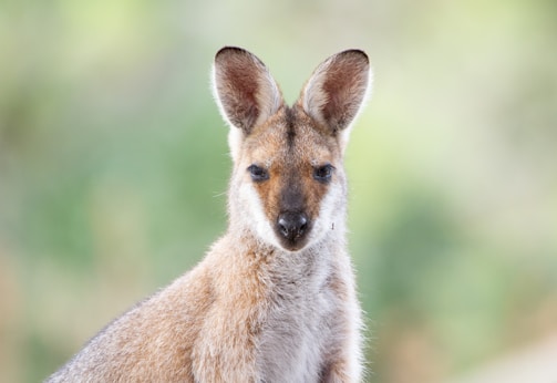A friendly Aussie kangaroo wearing a stylish kangaroo cap, inviting contact.