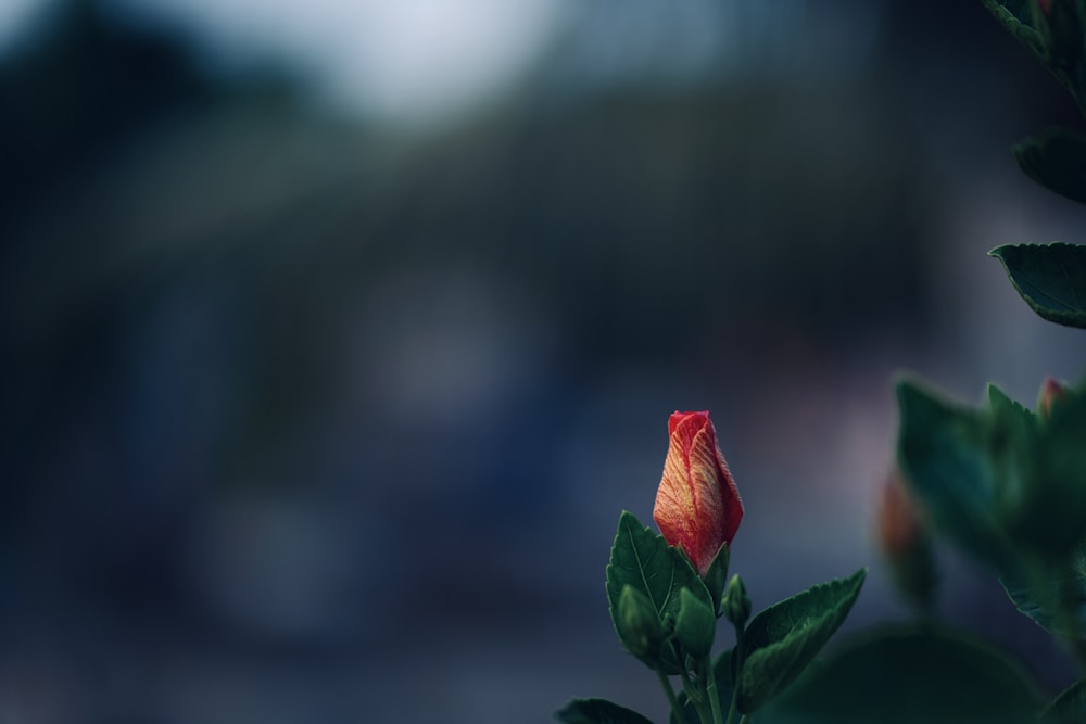 red rose in close up photography