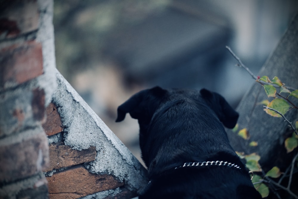 black labrador retriever lying on concrete floor