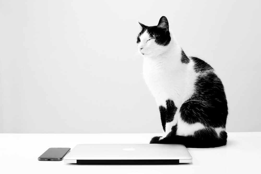 black and white cat on white table