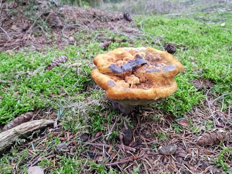 A large, brown mushroom growing in a forest setting surrounded by green moss and scattered pine cones. The texture of the mushroom appears rough and somewhat uneven, indicating it may be an older specimen. The ground is covered with dry pine needles, adding to the natural woodland environment.