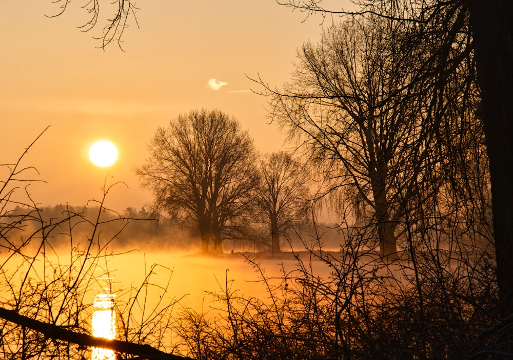 bare tree near body of water during sunset