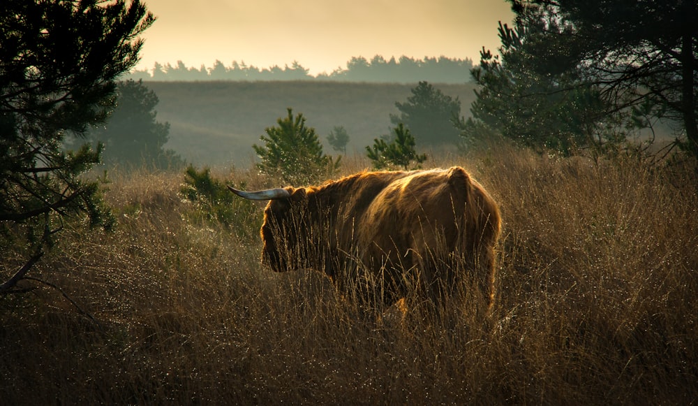 brown cow on brown grass field during daytime