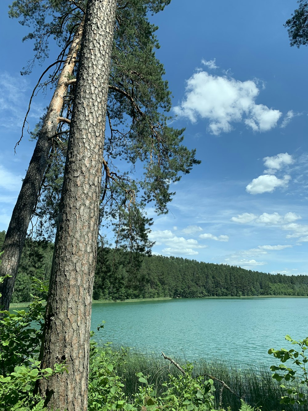 Árboles verdes cerca del lago bajo el cielo azul durante el día