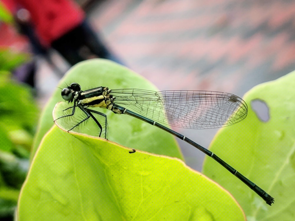 black and green dragonfly on green leaf