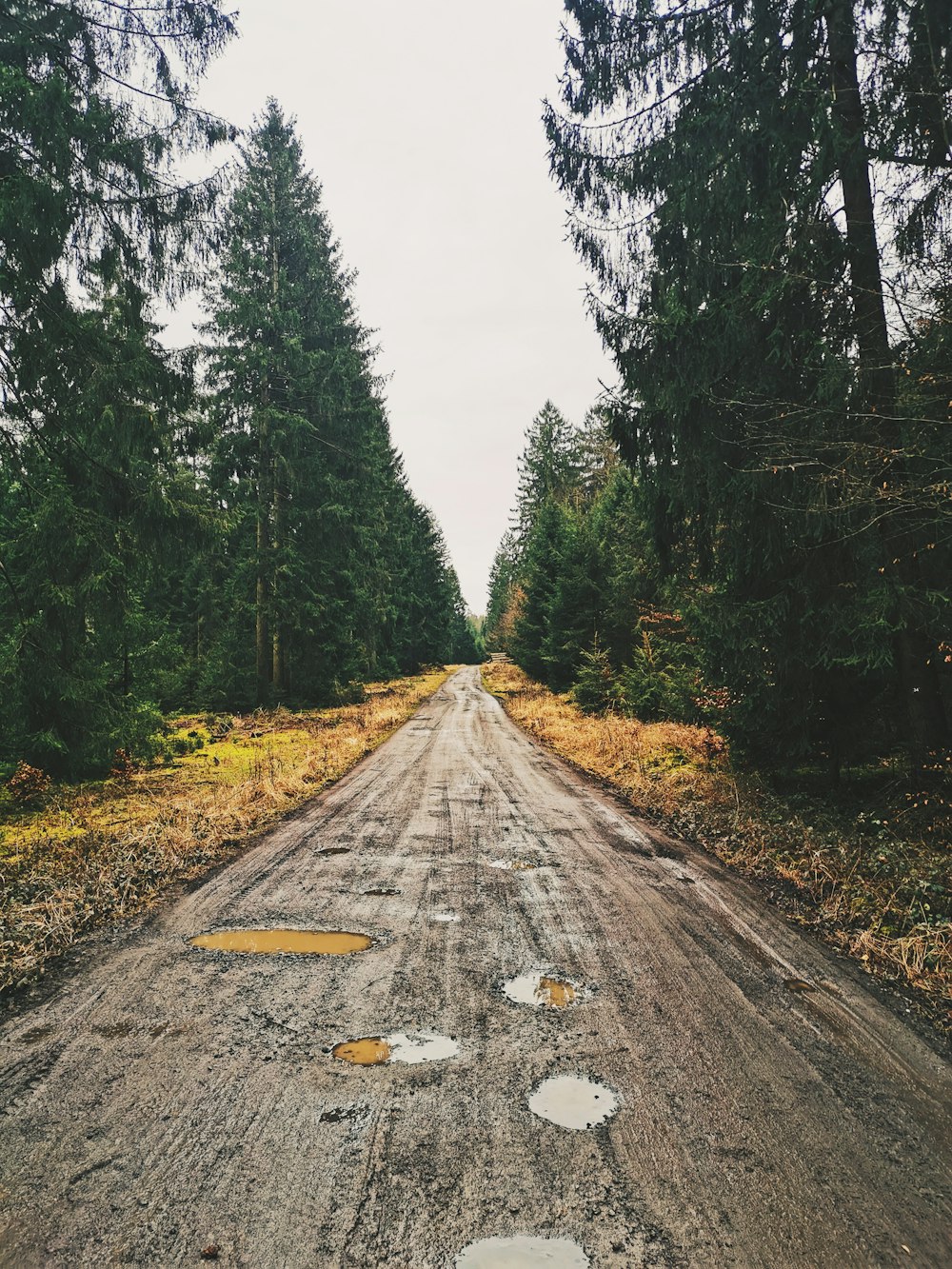 gray asphalt road between green trees during daytime