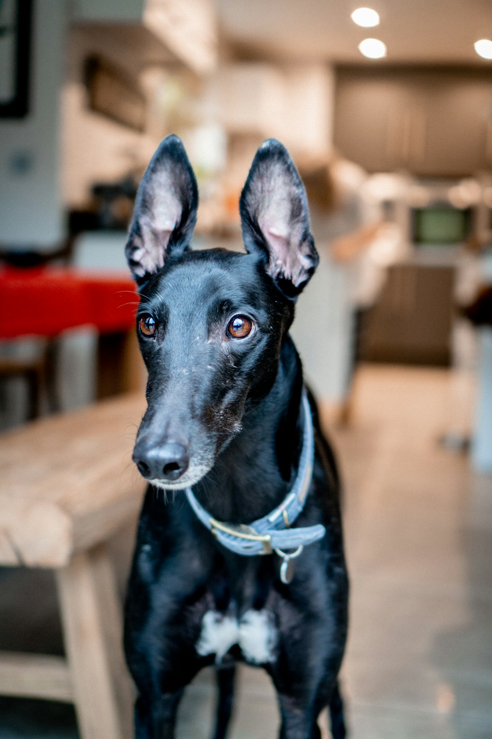 cão preto de pelagem curta com colarinho azul