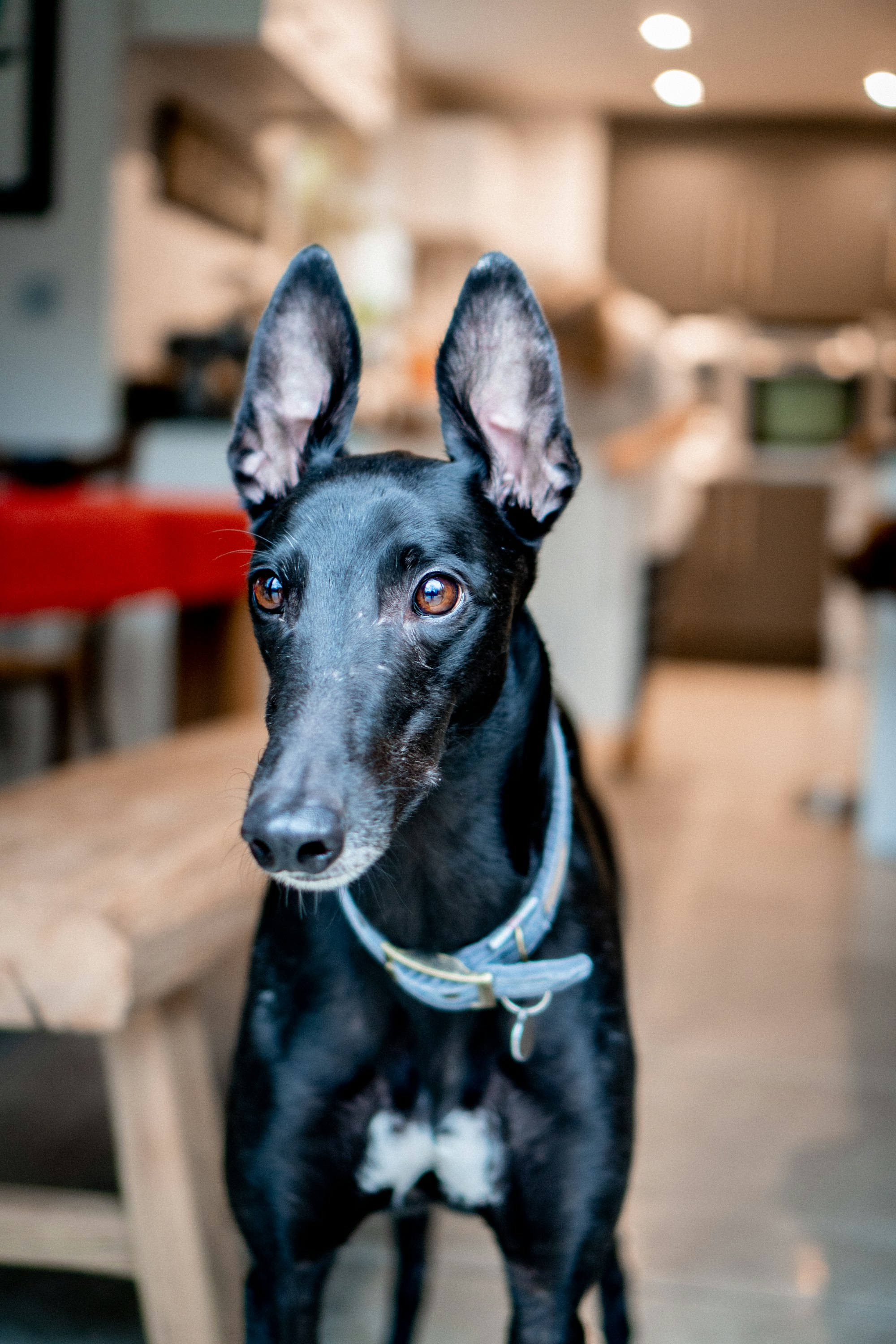 Understanding the Galgo: History, Traits, and Care Guide
