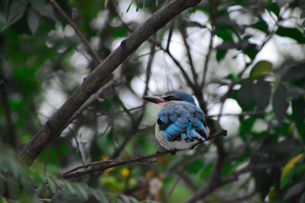 pájaro azul y blanco en la rama de un árbol