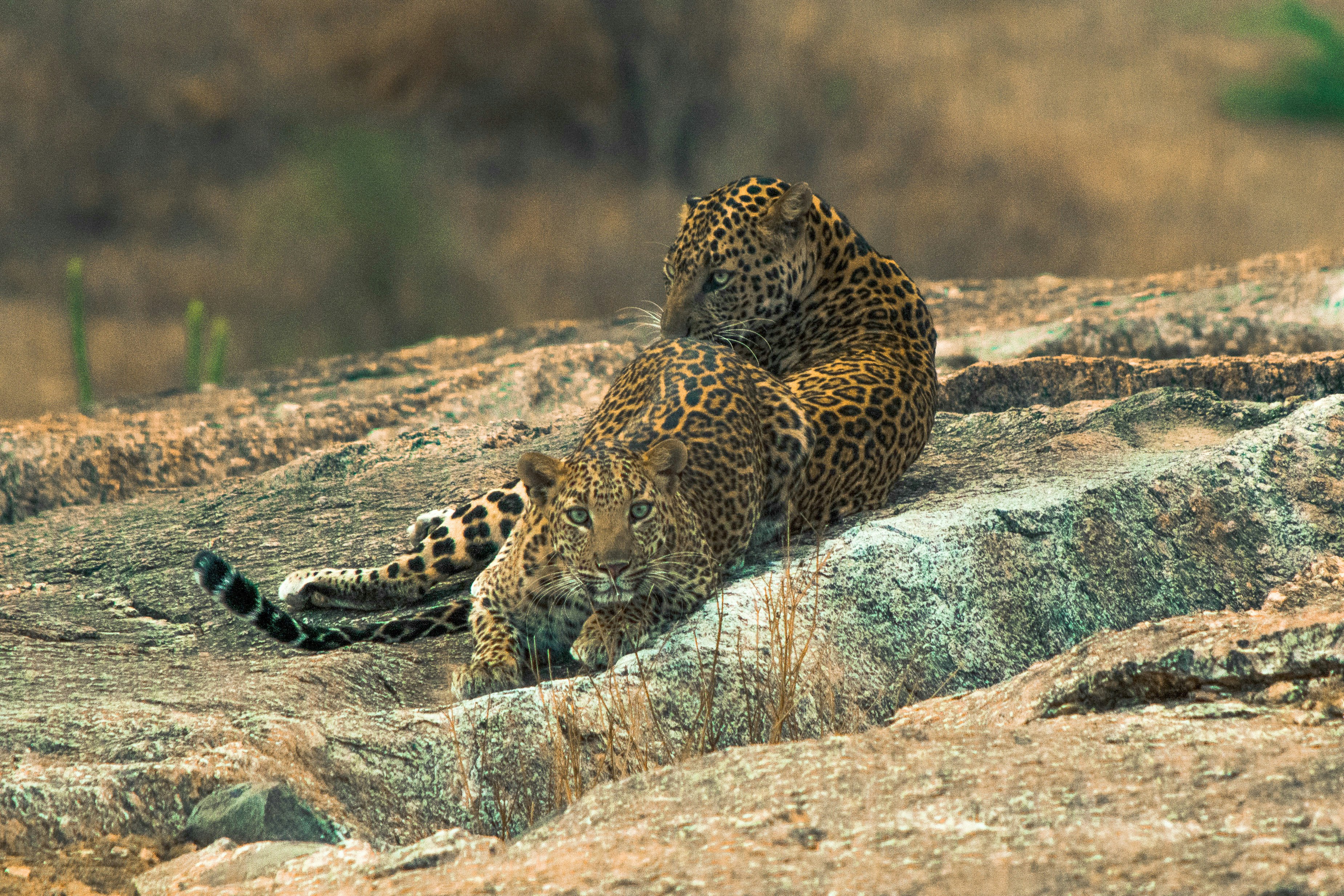 Leopard Territories Marked by Scent (image credits: unsplash)
