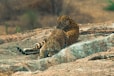leopard lying on gray rock during daytime