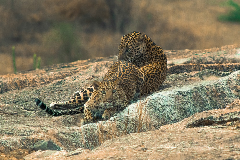 leopard lying on gray rock during daytime