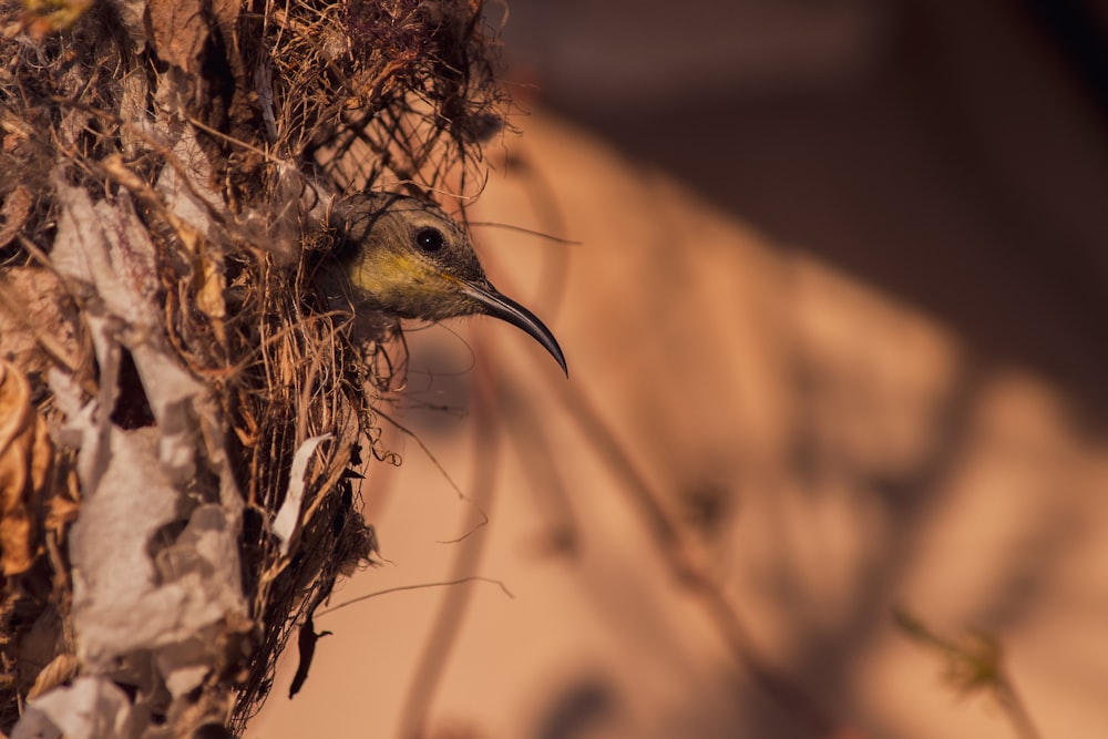 yellow bird on brown nest