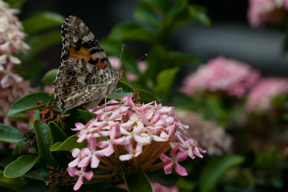 painted lady butterfly perched on pink flower