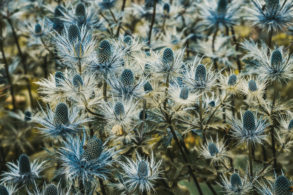white and blue flowers in close up photography