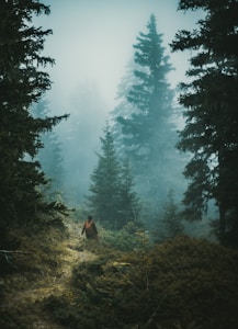 Twilight Path