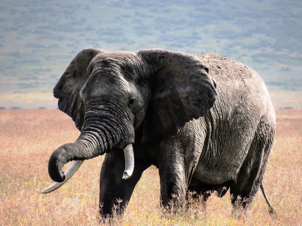 elephant walking on brown grass field during daytime