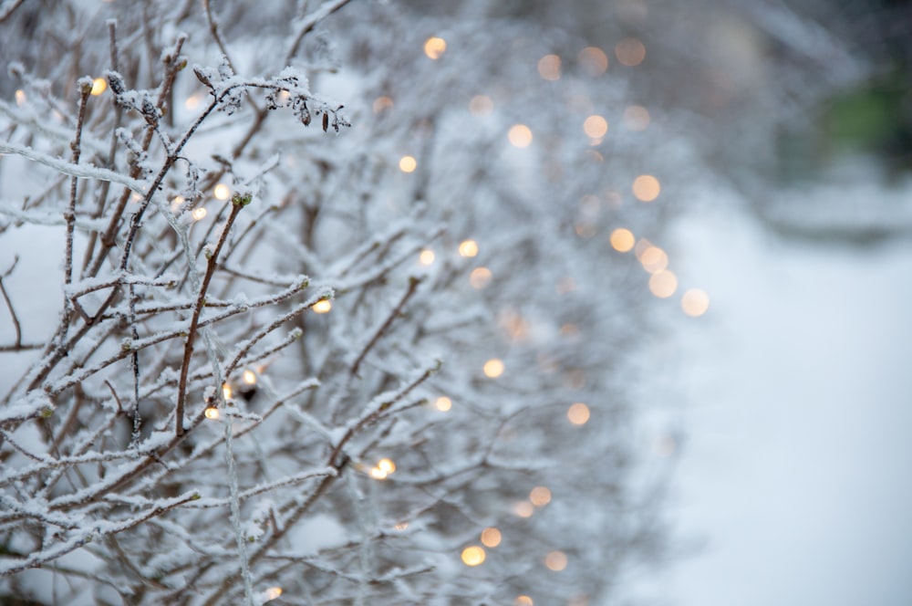 white and black tree branch