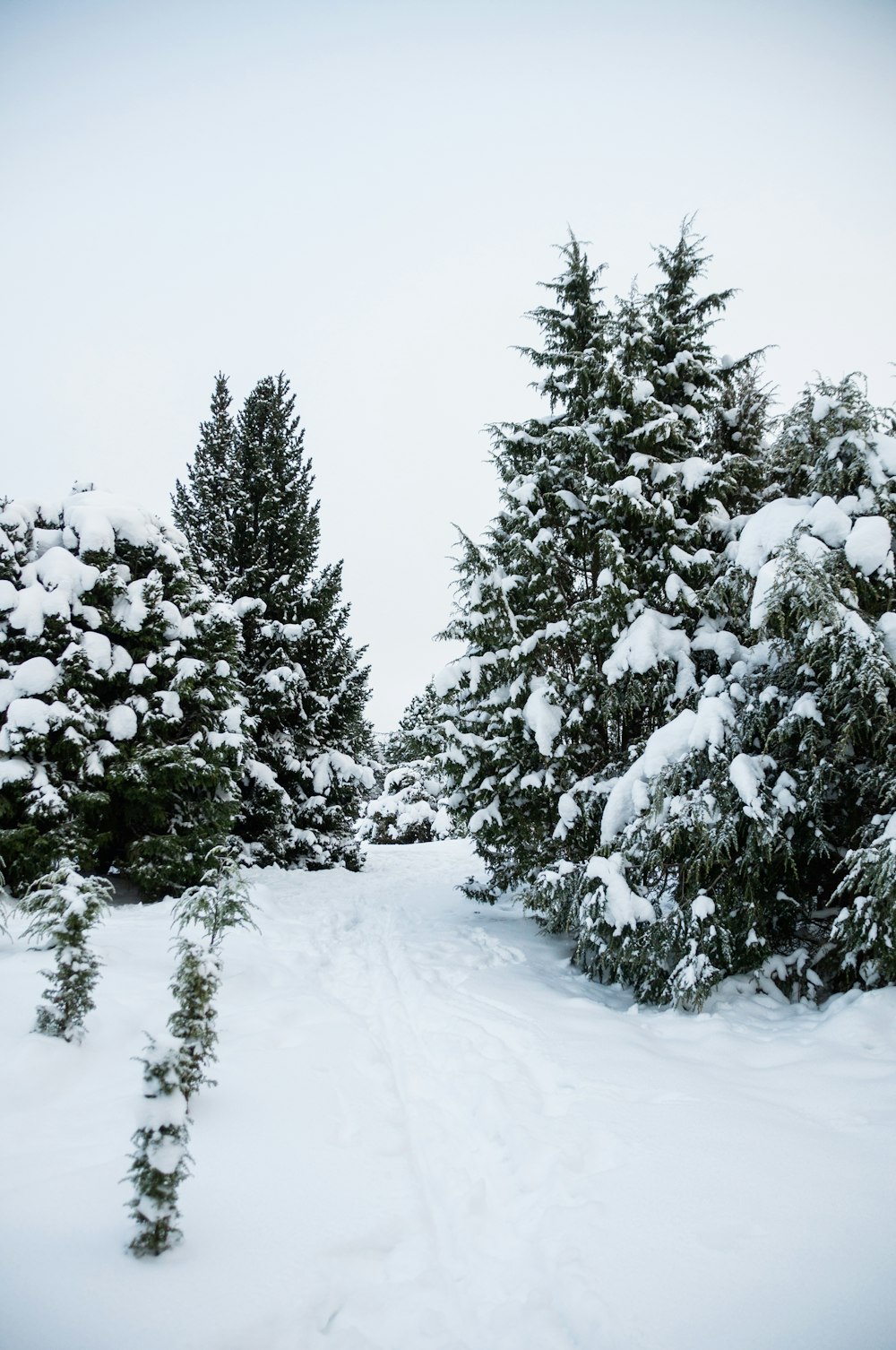 green pine tree covered with snow