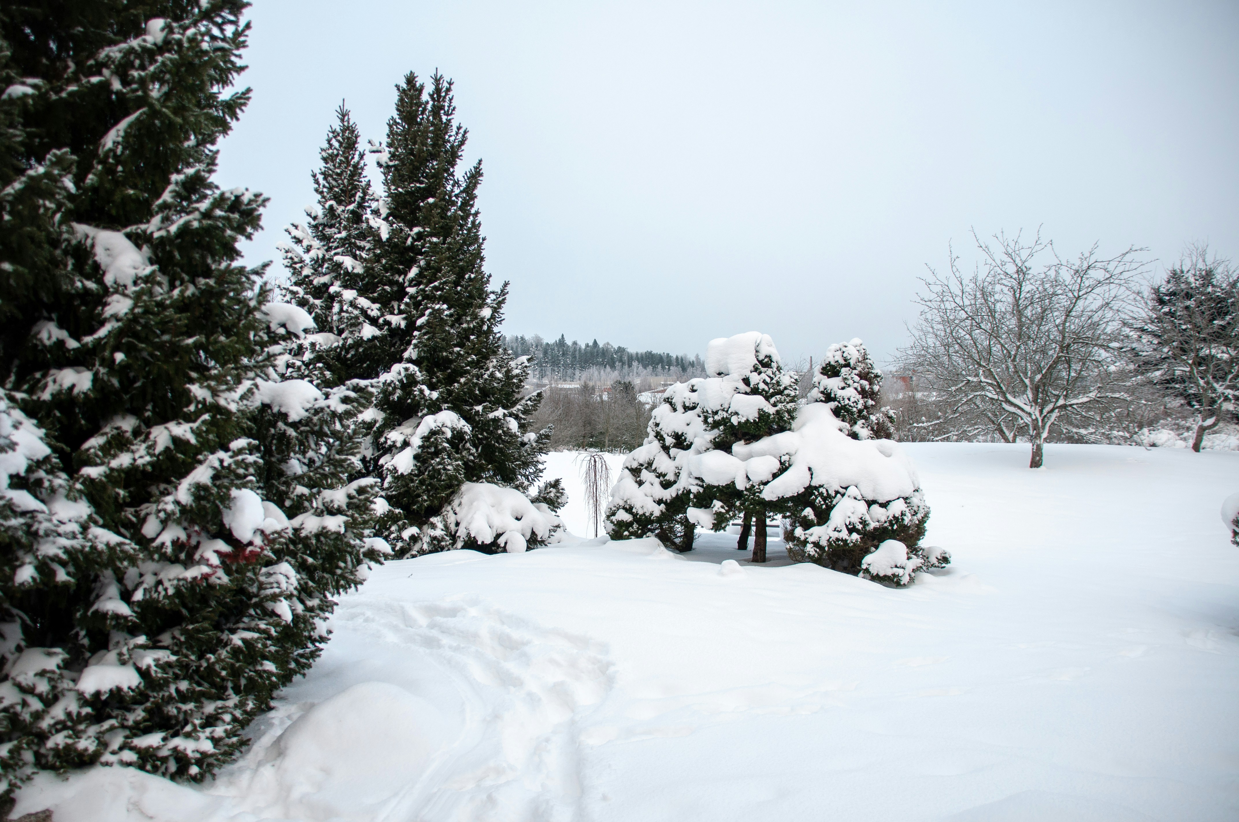 snow covered trees during daytime