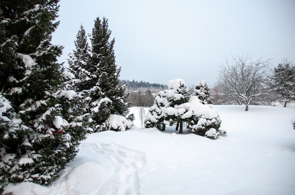 snow covered trees during daytime