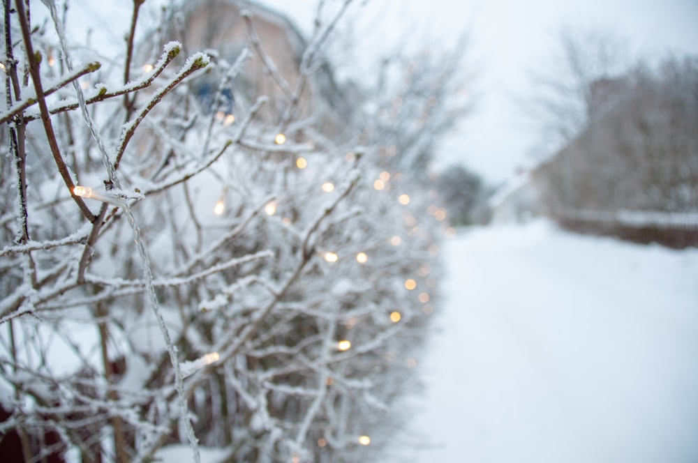 white snow on brown tree branch