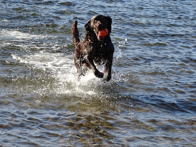 Ranger, a black Ridgeline male from the 2022 litter, charging out of the lake with a ball