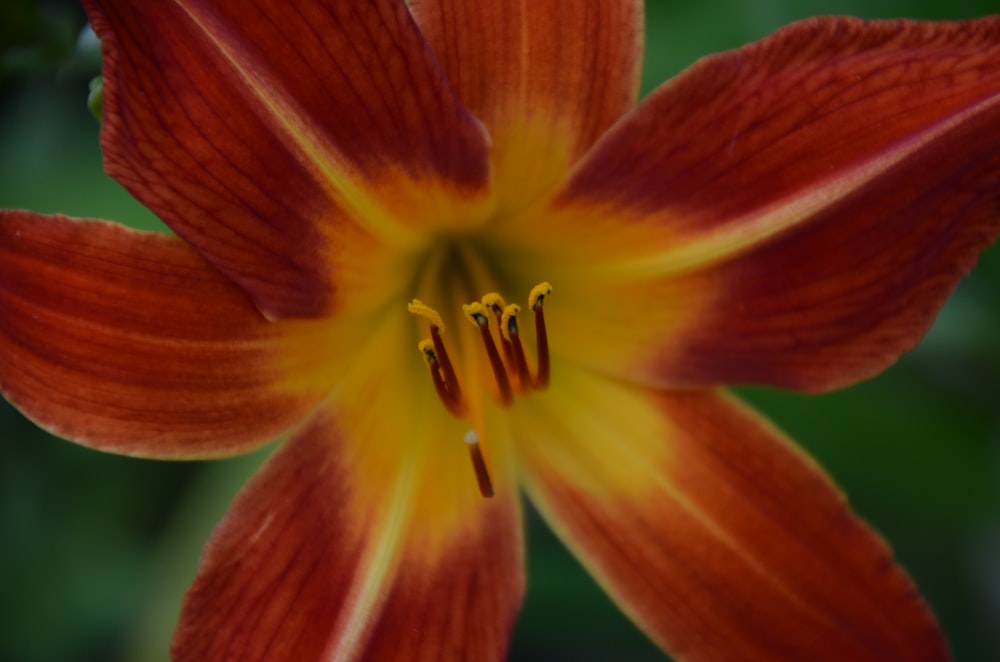red and yellow flower in macro shot