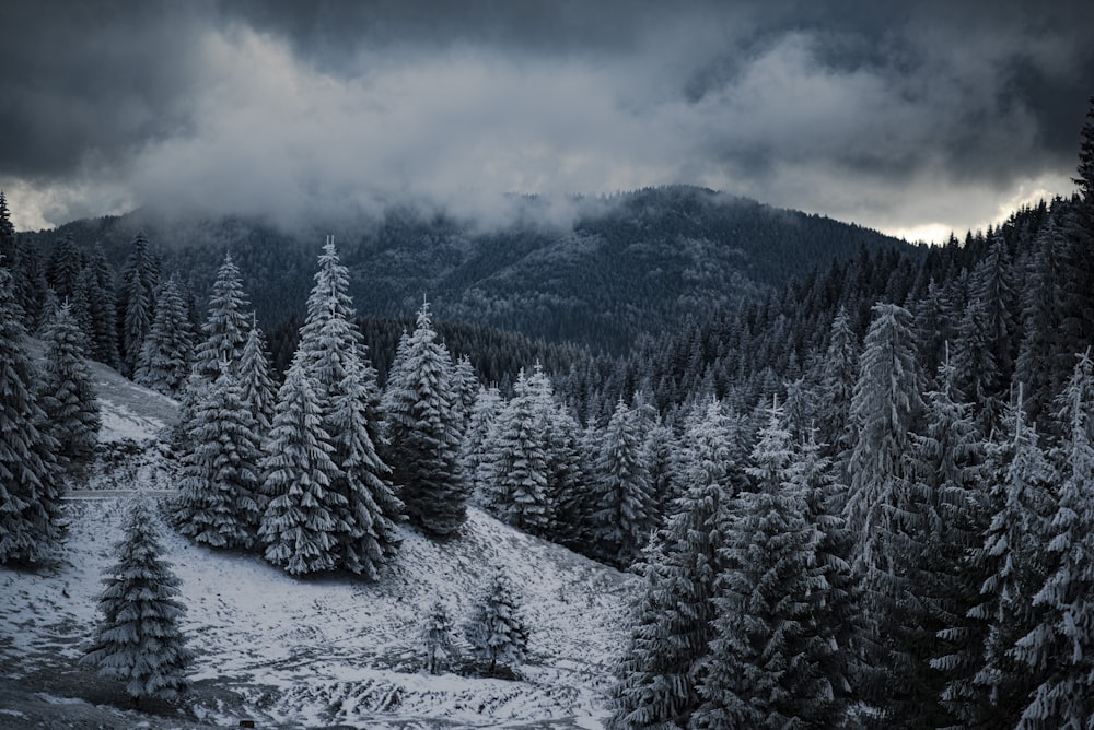 pine trees covered with snow