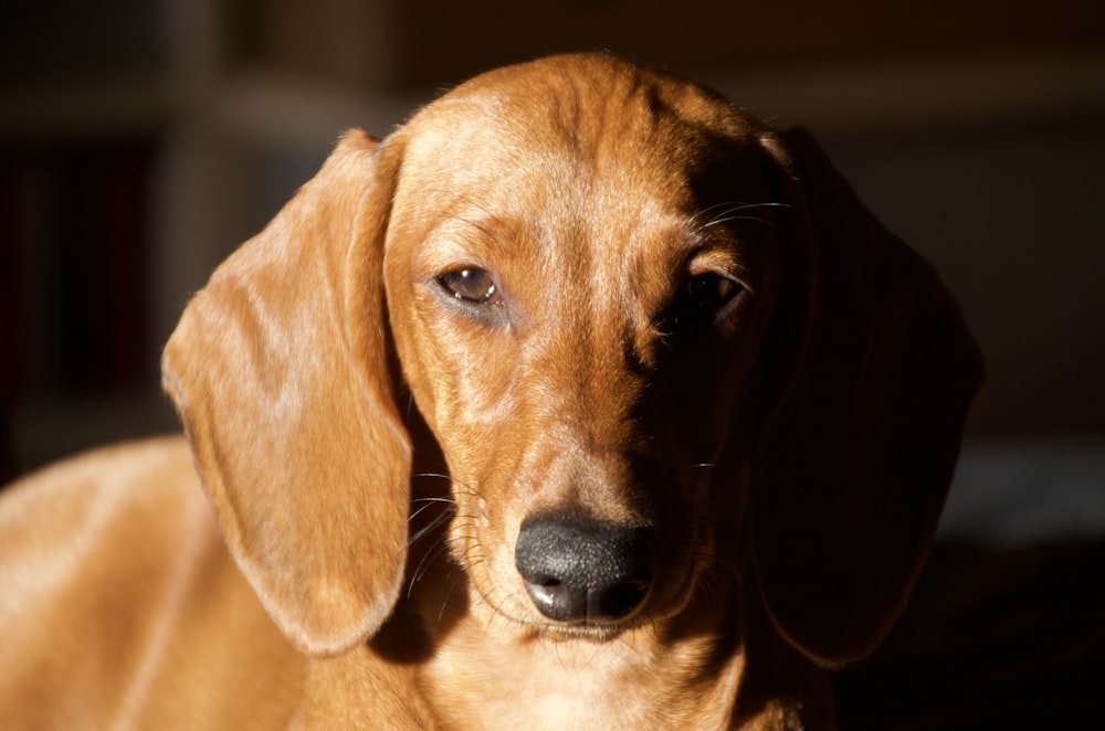 brown short coated dog in close up photography