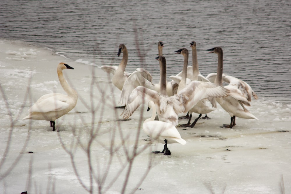 white swan on body of water during daytime