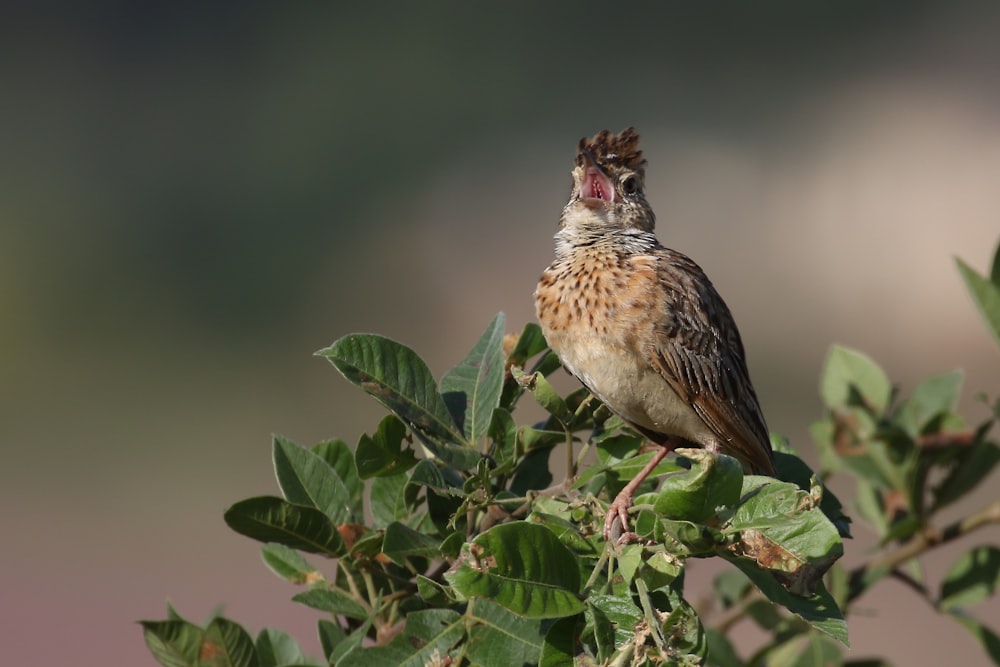 brown and white bird on green plant