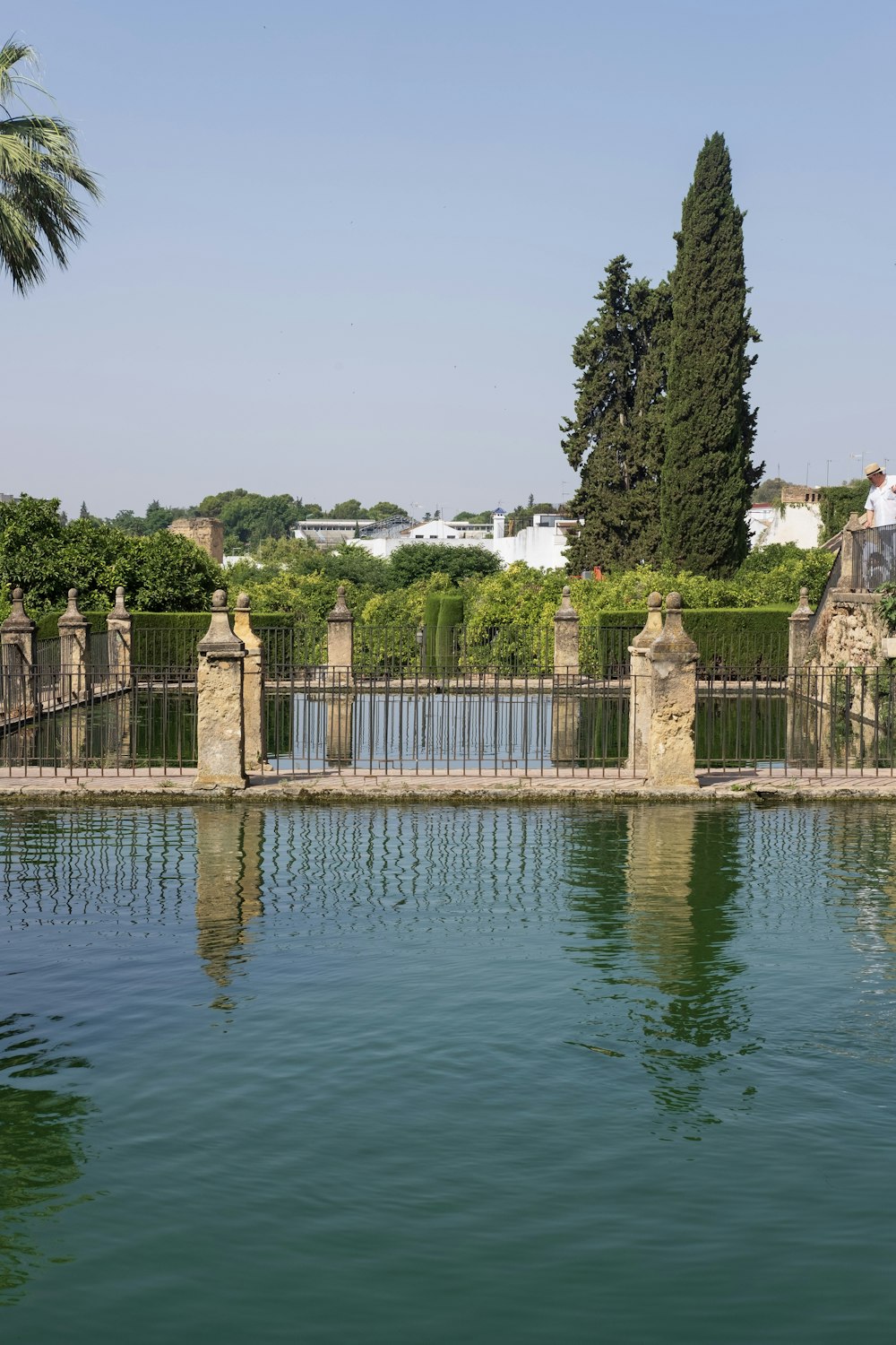 green trees beside body of water during daytime