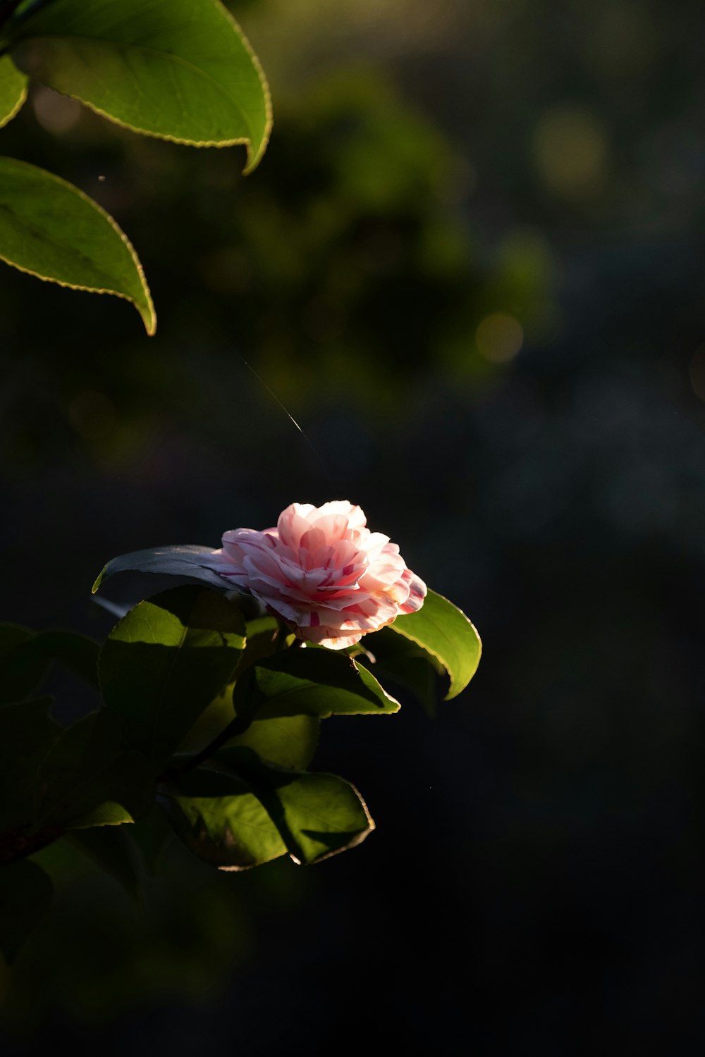 pink flower with green leaves