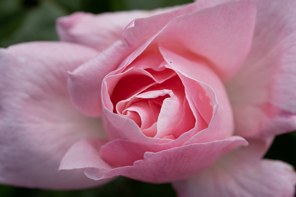 pink rose in bloom during daytime