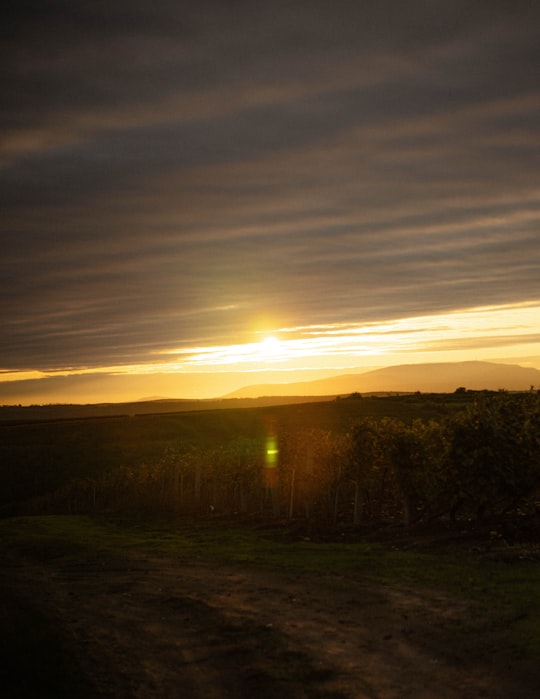 green trees under white clouds during sunset in Eger Hungary