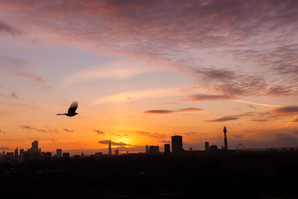 Silueta de pájaro volando sobre la ciudad durante la puesta del sol