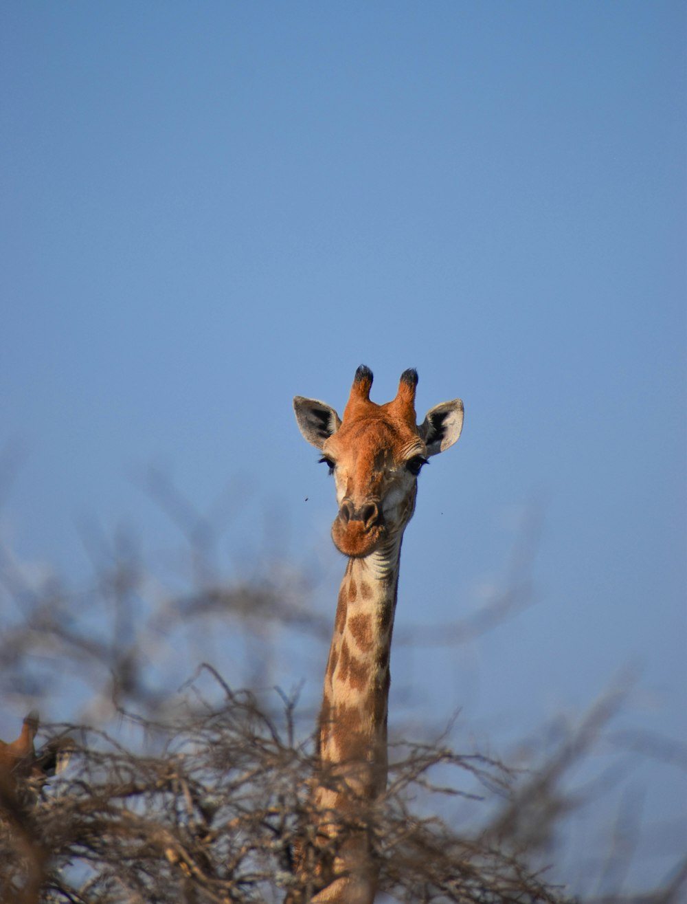 giraffe standing on brown grass during daytime
