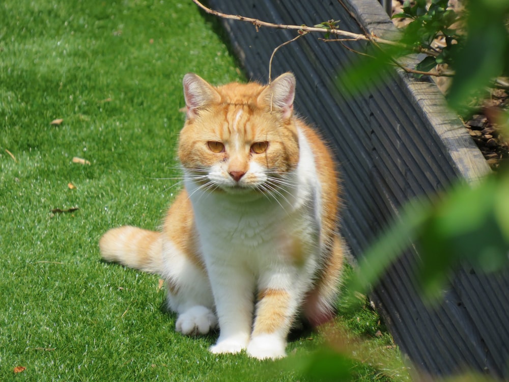 orange and white cat on green grass