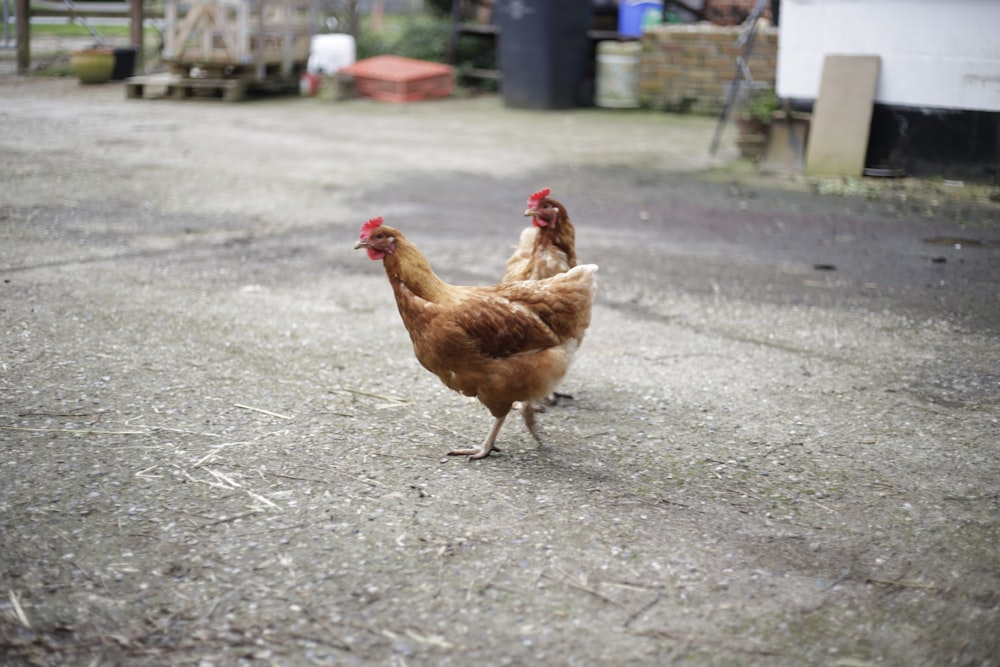 brown hen on gray concrete floor