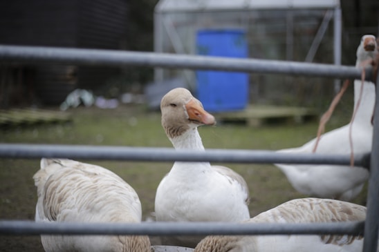 Several geese are gathered together in a fenced outdoor area. The focus is on a goose in the center with an orange beak and white and tan feathers. The enclosure is grassy with a blurred blue barrel and other items in the background.
