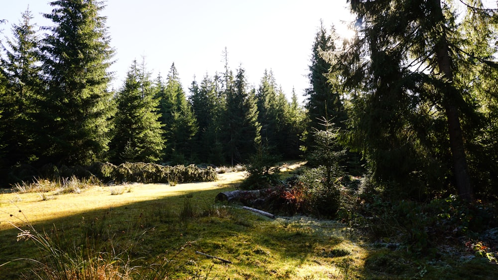 green pine trees near river during daytime