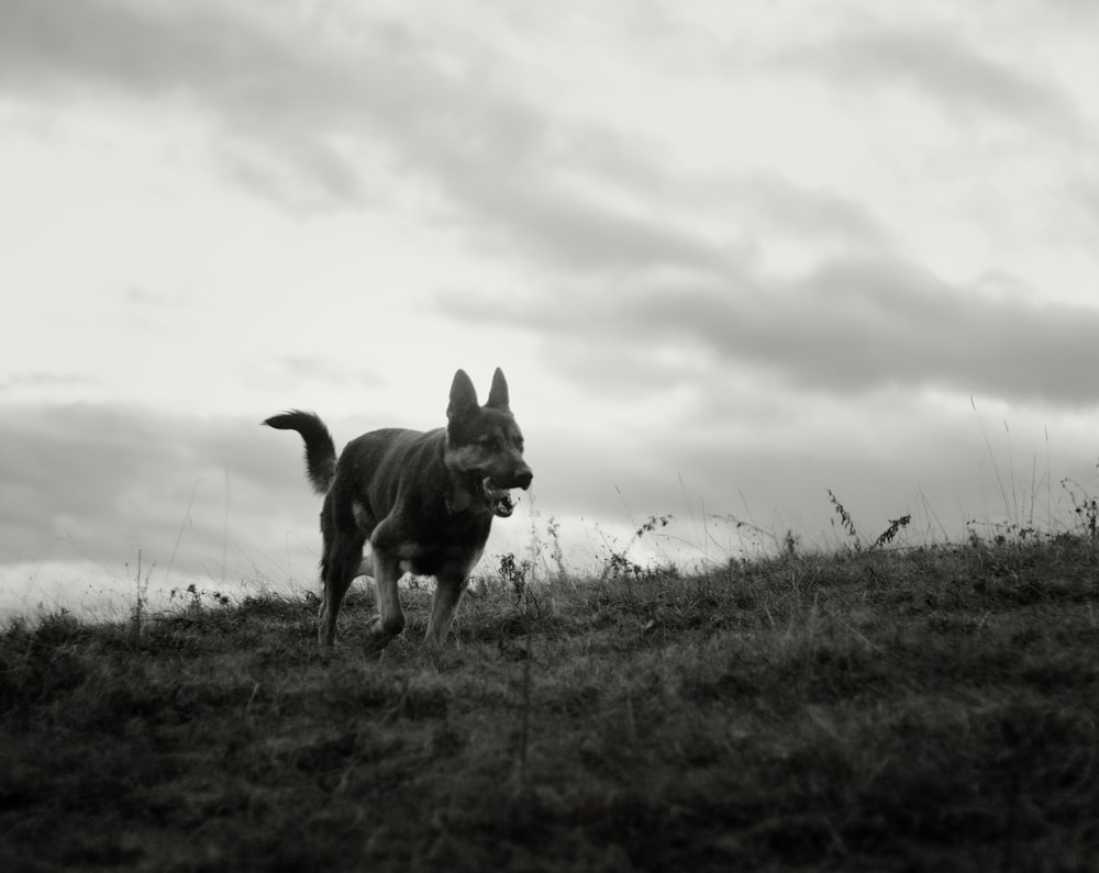 Photo en niveaux de gris d’un chien sur un champ d’herbe