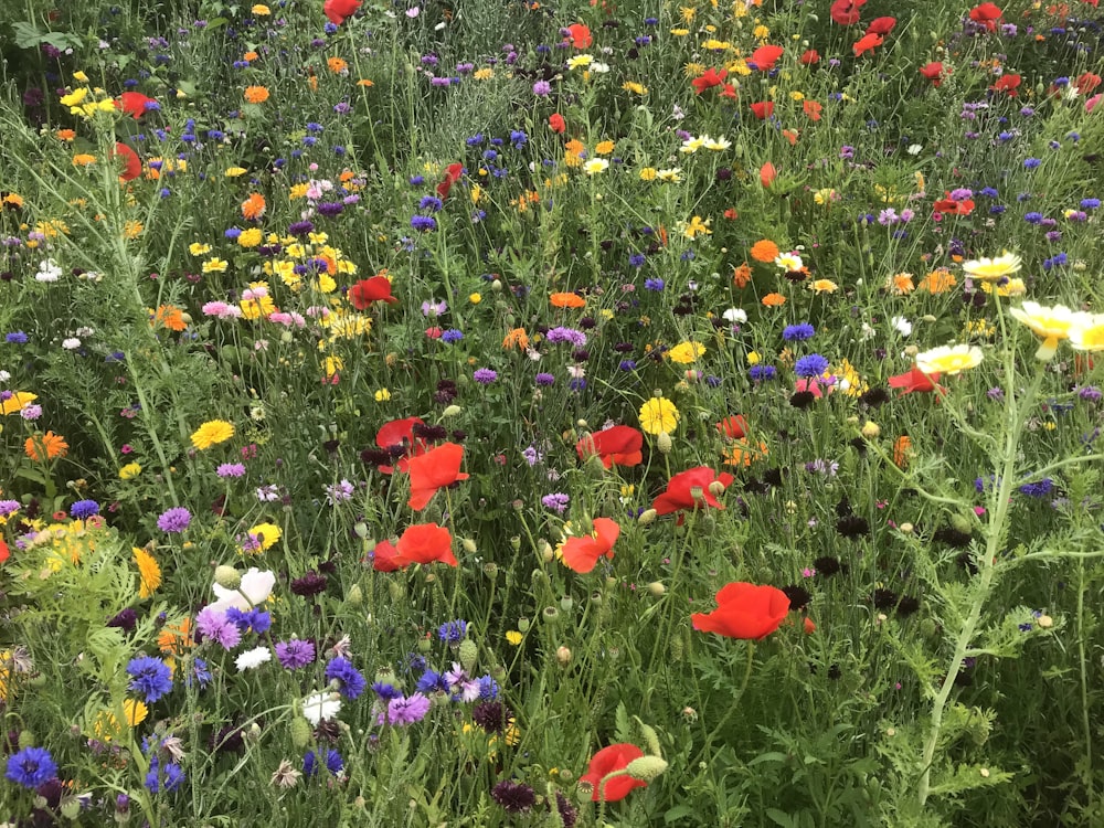 rotes und violettes Blumenfeld tagsüber