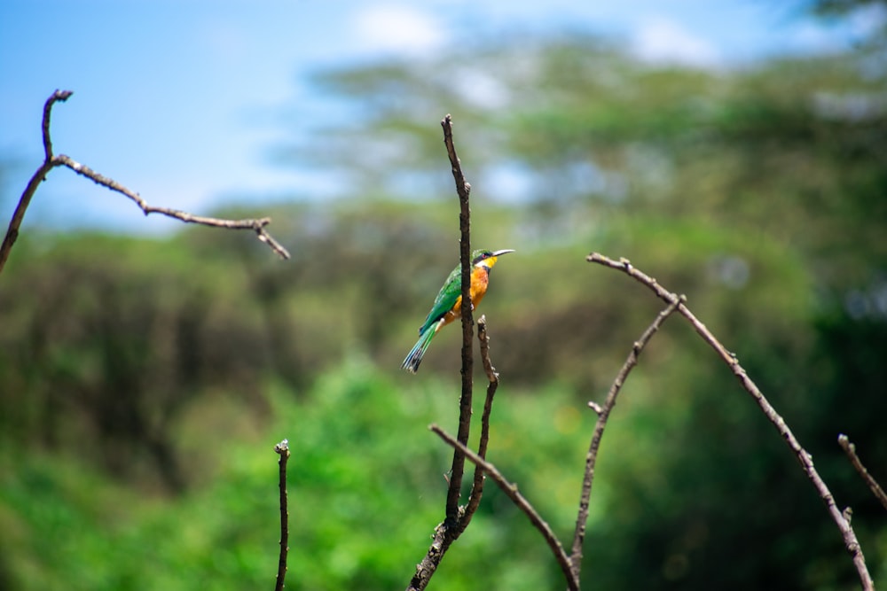 green and orange bird on brown tree branch during daytime