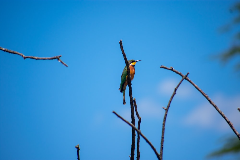 green and brown bird on brown tree branch during daytime