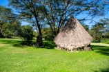 A thatched roof hut is situated in a lush green area surrounded by tall trees. The grass is vibrant and well-maintained, indicating a peaceful, natural setting. Sunlight filters through the branches, creating a pattern of light and shadow on the ground.